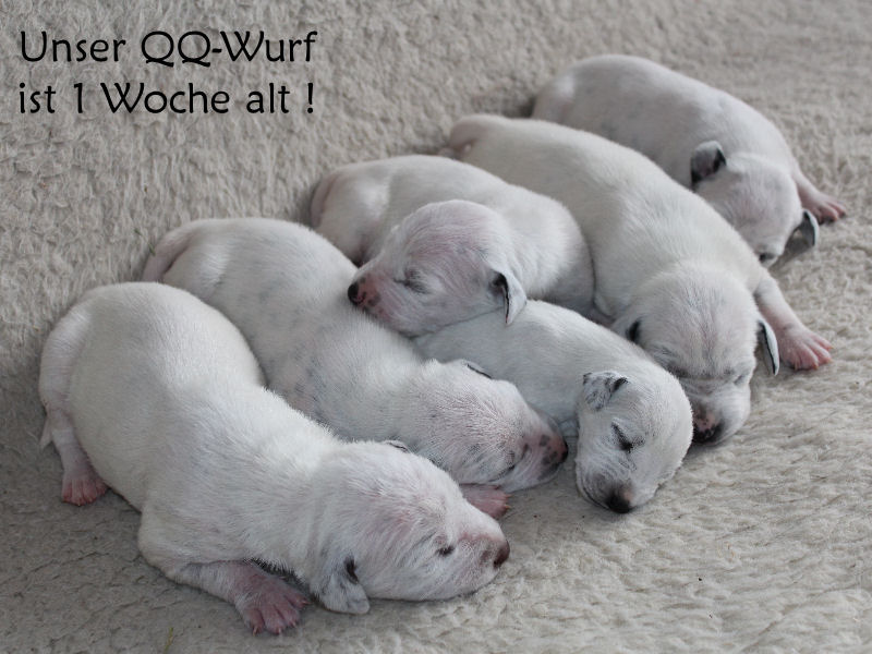 QQ-Wurf - geboren am 08.07.2012