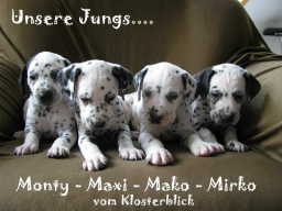 MM-Wurf - geboren am 08. Juni 2008