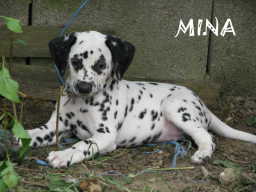 MM-Wurf - geboren am 08. Juni 2008