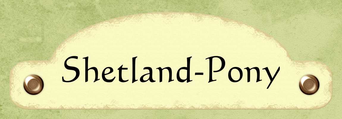 Shettland-Pony